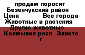 продам поросят .Безенчукский район  › Цена ­ 2 500 - Все города Животные и растения » Другие животные   . Калмыкия респ.,Элиста г.
